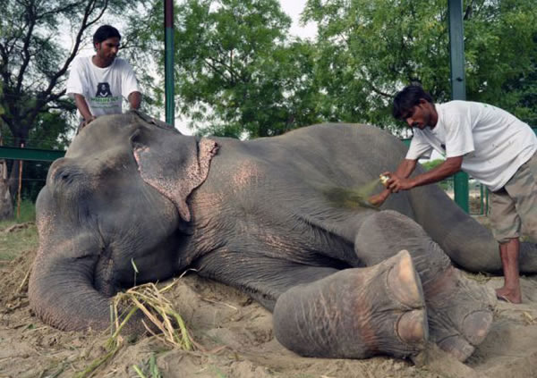 ӡ�ȱ�����һͷ����������������50�� ��Ⱥ�����ϲ����ˮ