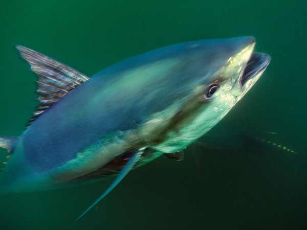 大西洋黑鲔鱼是银光闪闪的海洋明星物种，独特的生理构造让它们能够高速冲刺、长程迁徙，且耐得住深海的酷寒。 Photograph by Brian Skerry