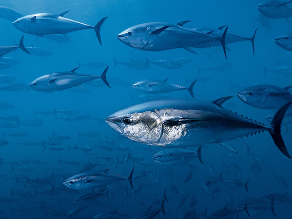 黑鲔鱼在地中海的水底箱网中被养肥，以供应愈来愈热络的寿司市场。这些鲔鱼本来是野生的，它们被捕捉后，缩减了野生黑鲔可能繁殖族群的大小。 Photograph by