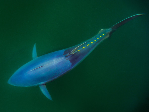鲔鱼是动力超强的鱼类，拥有完美的流线形鱼身与各种最先进的生物装备。 Photograph by Brian Skerry