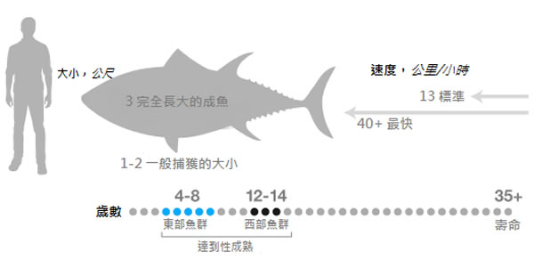 魚中之王——大西洋黑鲔鱼