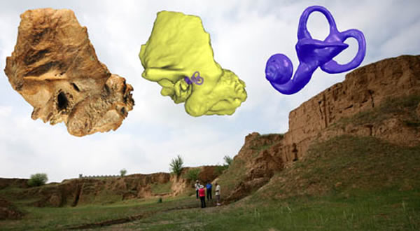 许家窑人颞骨及其3D复原的内耳迷路（吴秀杰供图）