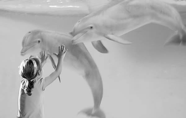 现在,海豚还在美国国家水族馆里生活。