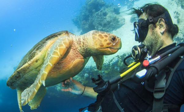 在巴哈马群岛海中潜水偶遇濒危物种赤蠵龟