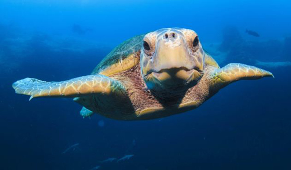 在巴哈马群岛海中潜水偶遇濒危物种赤蠵龟