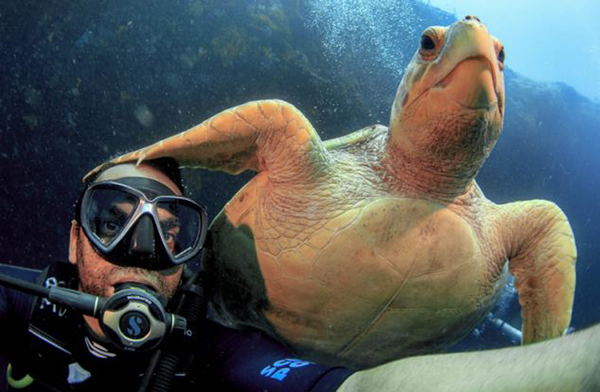 在巴哈马群岛海中潜水偶遇濒危物种赤蠵龟