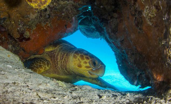 在巴哈马群岛海中潜水偶遇濒危物种赤蠵龟