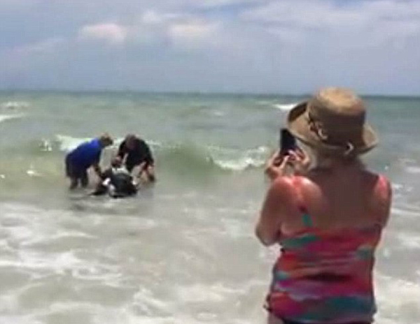 小海豚搁浅在美国佛罗里达州雷丁顿海滩 获救助最终回归深海