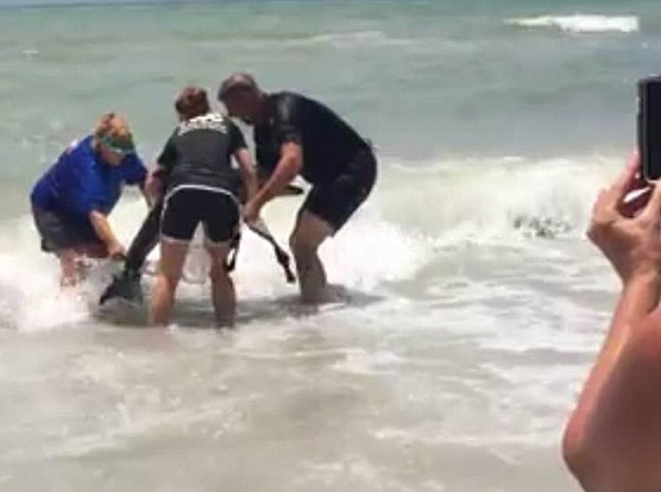 小海豚搁浅在美国佛罗里达州雷丁顿海滩 获救助最终回归深海