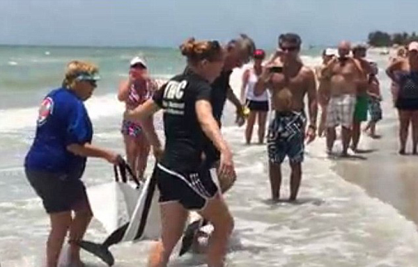 小海豚搁浅在美国佛罗里达州雷丁顿海滩 获救助最终回归深海