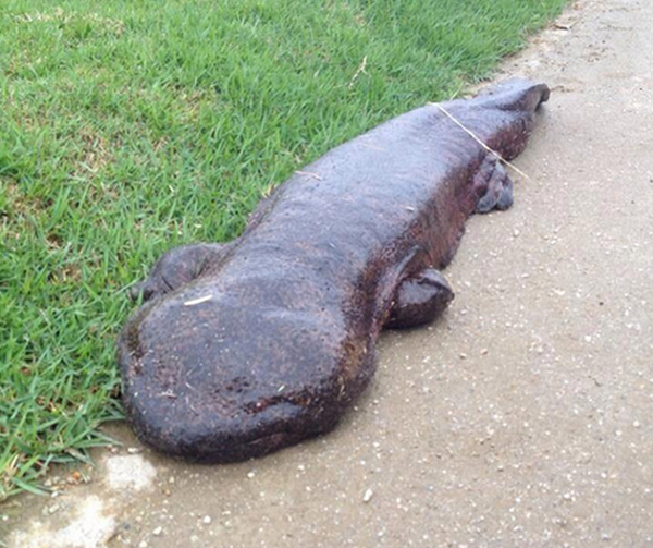 ձǧҶطܰ뵺ϲѼһԷ1.5׳