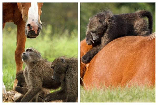 ��Щ��������ȥ��ͽ���ƽ����ѡ�