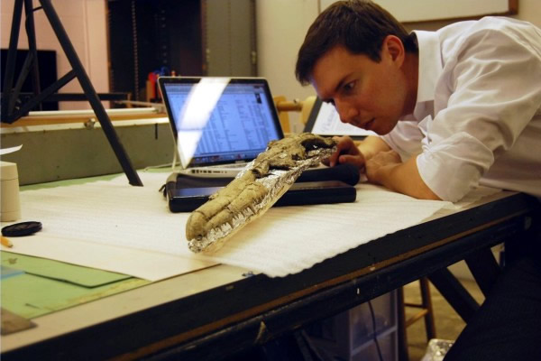 ɣα(Pelagornis sandersi)ԭͼ