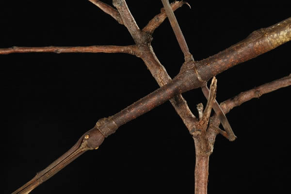 竹节虫（Lonchodes sp.）