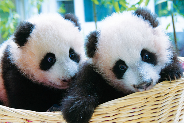 双胞胎「平平」、「安安」是2008年汶川大地震后全球出生的第一对大熊猫宝宝;双胞胎能够同时存活,反映了近年来科学家在圈养大熊猫繁育研究上的进步。摄影:罗小韵