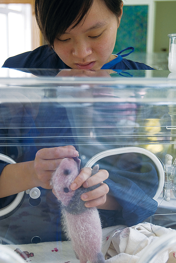 保育员对熊猫宝宝无微不至的照顾,包括帮助它们排便、量体温、秤体重,监测它们的生长状况等。摄影:罗小韵