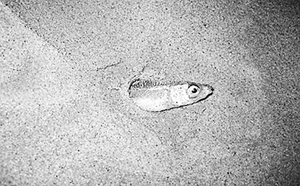 �����������������ݺ�̲�ϡ����ߡ���ϡ�����֡������㡱�����������鷳