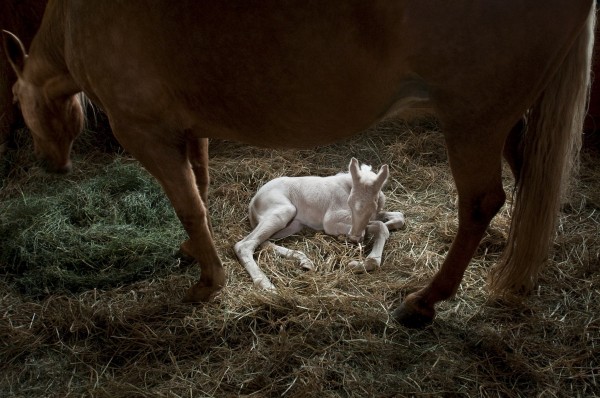 这只乳白色小马的颜色是得自一个罕见的基因组合(摄于2009年)。摄影:Jennifer Wills, National Geographic Your Shot
