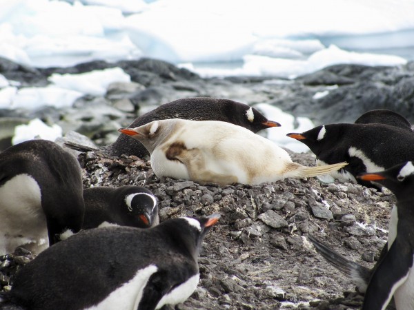2011年,出现在南极洲的一只罕见白化企鹅。摄影: Timothy Filer, National Geographic Your Shot