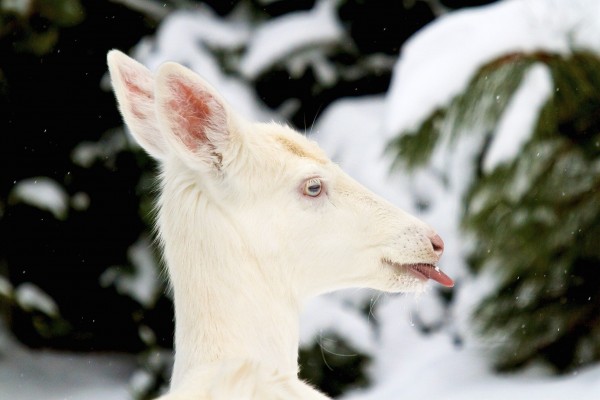 2012年,美国威斯康辛州的一只白化白尾鹿。摄影:Matthew Crowley, National Geographic Your