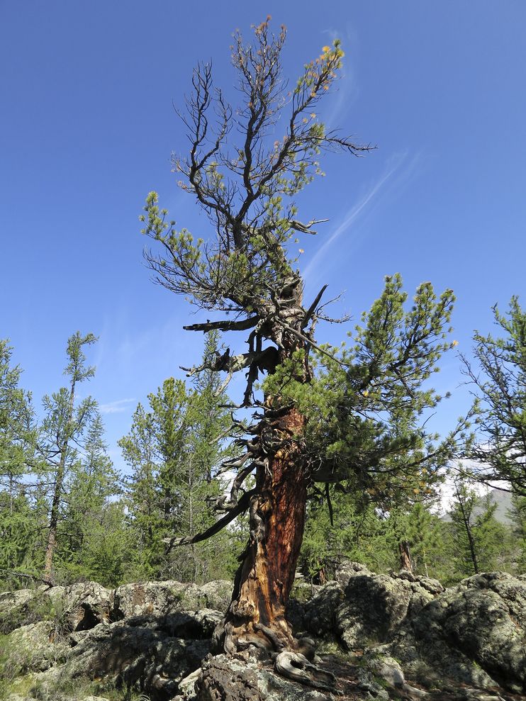 树木年轮的研究暗示:漫长的雨季成了成吉思汗侵略与征服的“秘密武器”