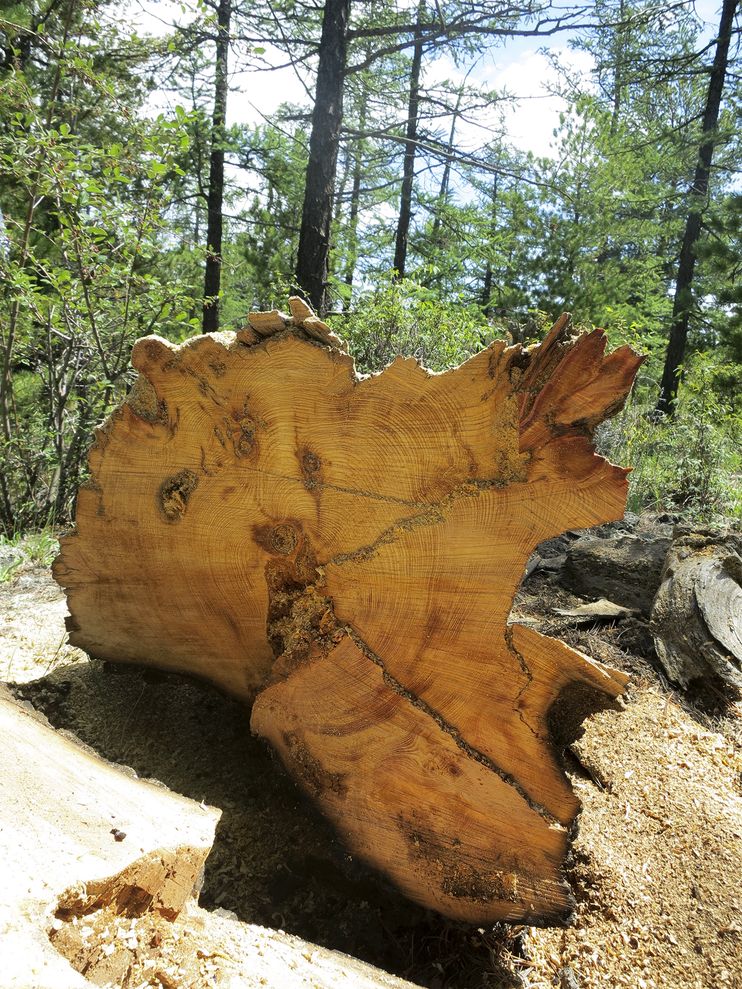 树木年轮的研究暗示:漫长的雨季成了成吉思汗侵略与征服的“秘密武器”