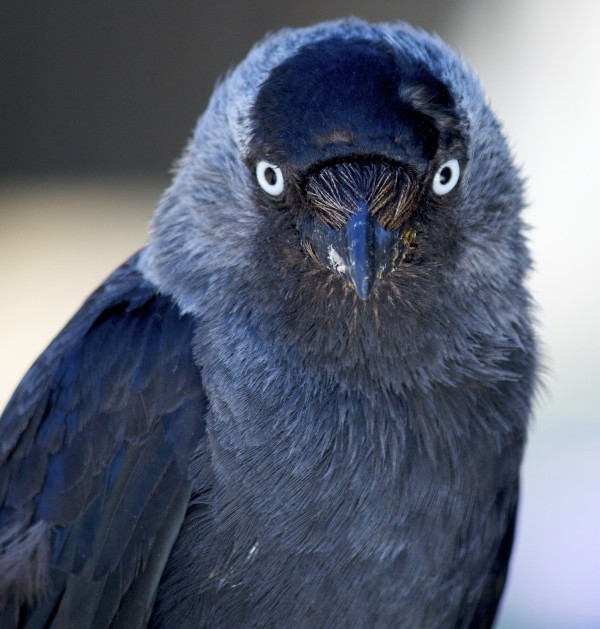 欧亚寒鸦只要狠狠一瞥就能吓退其他的寒鸦对手