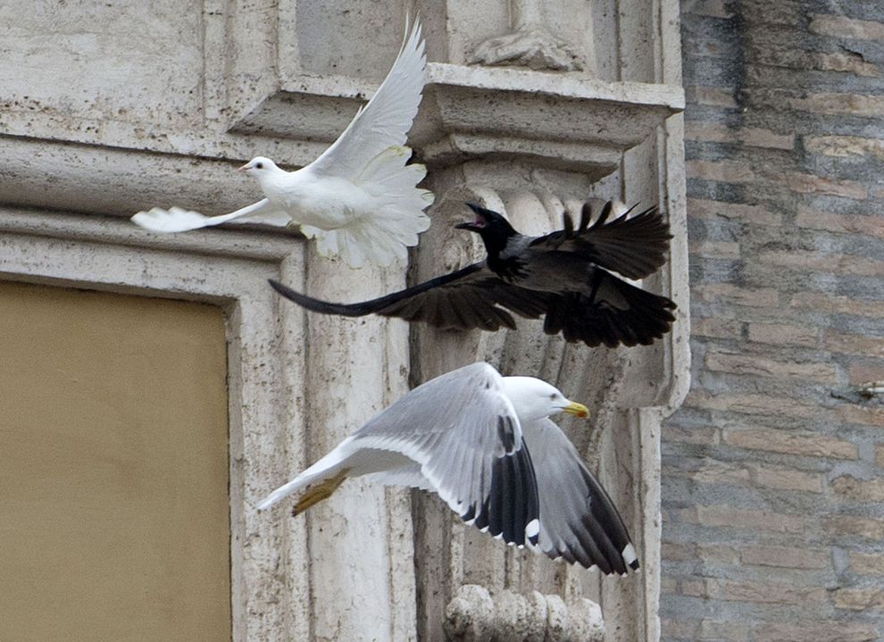 为何罗马的和平鸽遭到其他鸟类攻击？