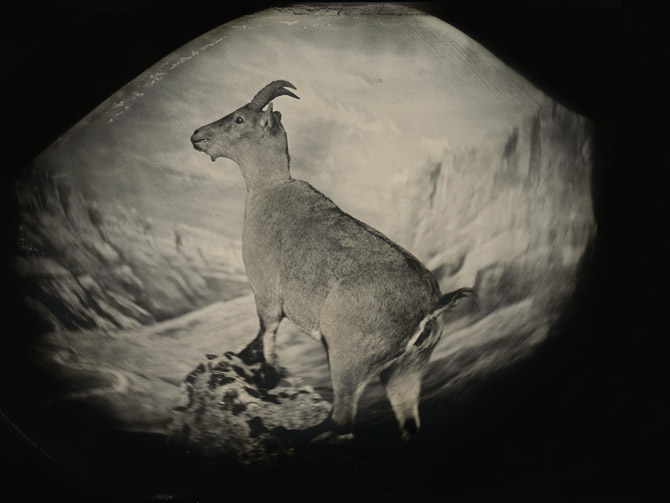 庇里牛斯野山羊