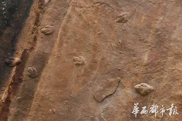 四川凉山州昭觉县再次发现恐龙足迹化石 最小仅2厘米