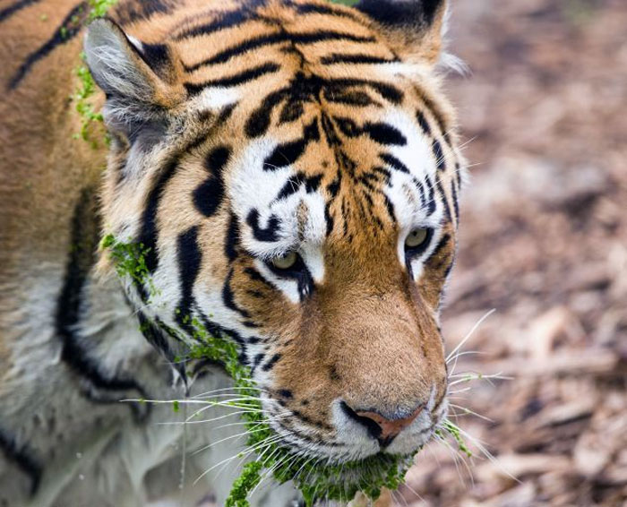 ����籾��������԰��ͷ�ϻ��ǳ�ϲ����Ӿ