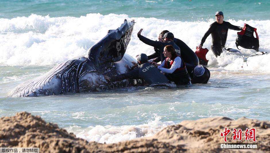 �Ĵ�������ʿ���ݾ�Ԯ��Ա�������һֻ��ǳɳ̲��������ͷ��