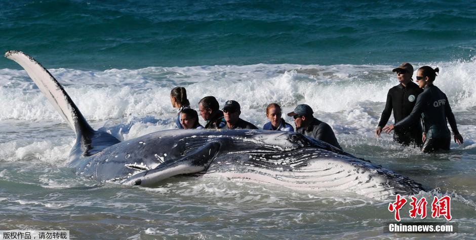 �Ĵ�������ʿ���ݾ�Ԯ��Ա�������һֻ��ǳɳ̲��������ͷ��