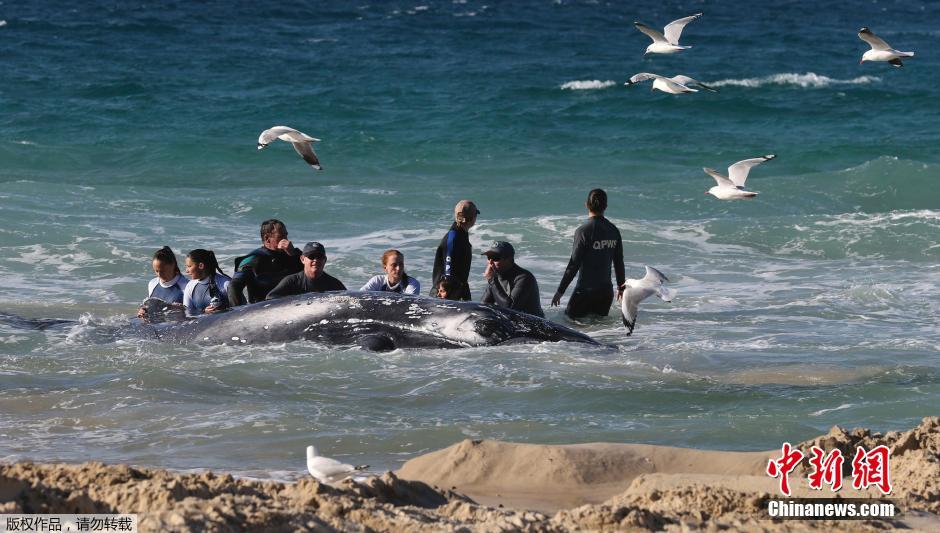 �Ĵ�������ʿ���ݾ�Ԯ��Ա�������һֻ��ǳɳ̲��������ͷ��