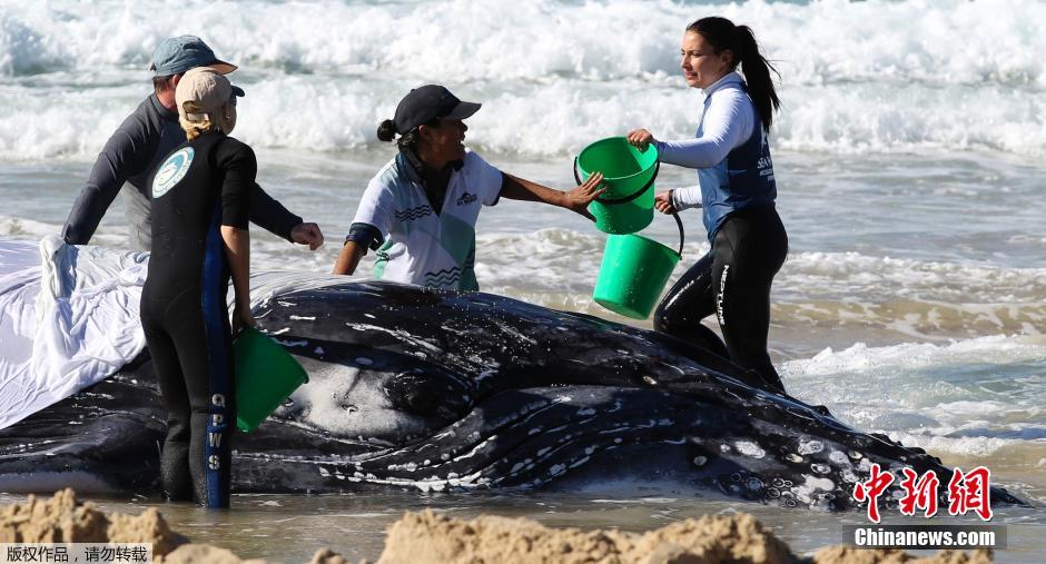 �Ĵ�������ʿ���ݾ�Ԯ��Ա�������һֻ��ǳɳ̲��������ͷ��