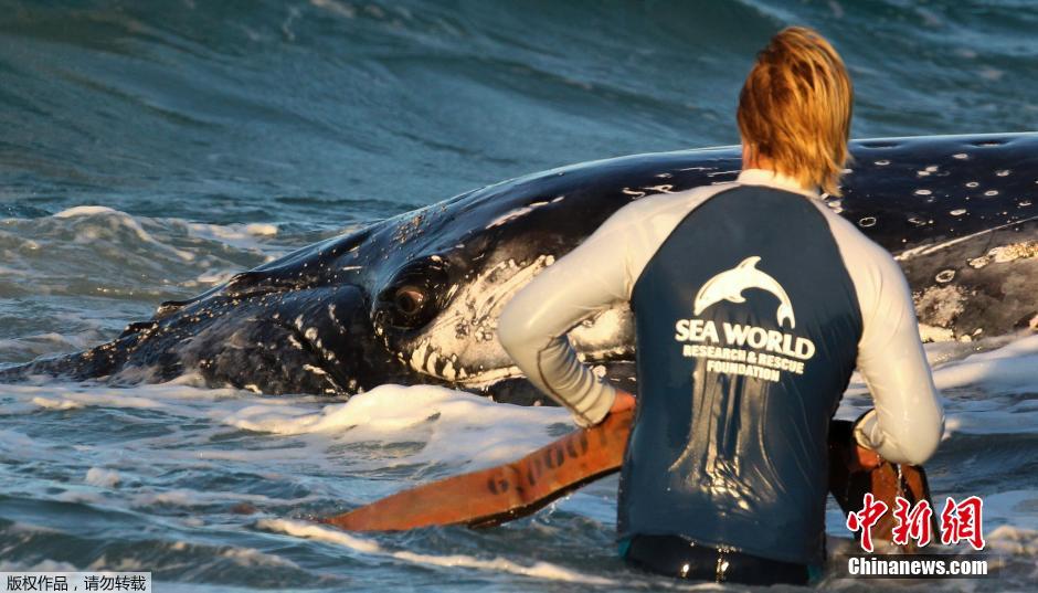 �Ĵ�������ʿ���ݾ�Ԯ��Ա�������һֻ��ǳɳ̲��������ͷ��