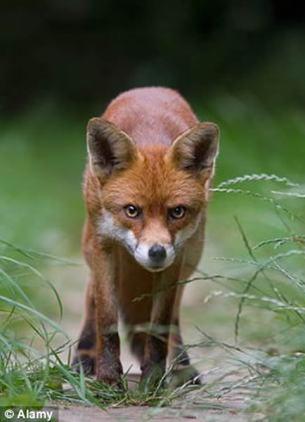 14ֻ�ڴ�Ӵ����ѵĺ��걻Ӣ��������ɱ