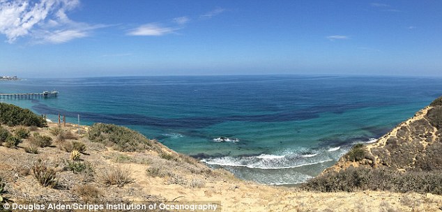 美国加利福尼亚州海域海水颜色突然变深 大量
