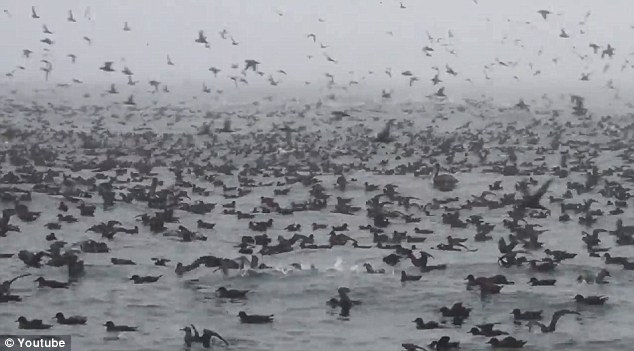 美国加利福尼亚州海域海水颜色突然变深 大量