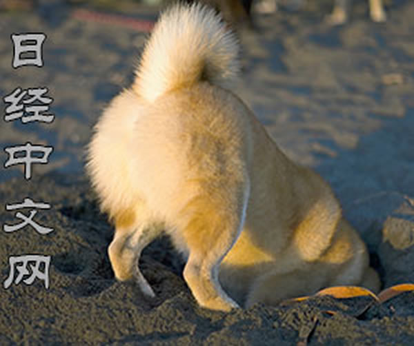 �ձ���ȮԲ�ཱུ�ƨ��