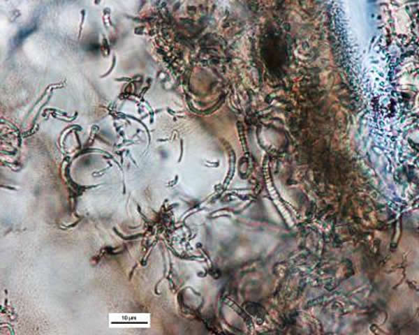 这张图片显示来自德国里斯撞击结构的1500万年历史的撞击玻璃里的管状特征。