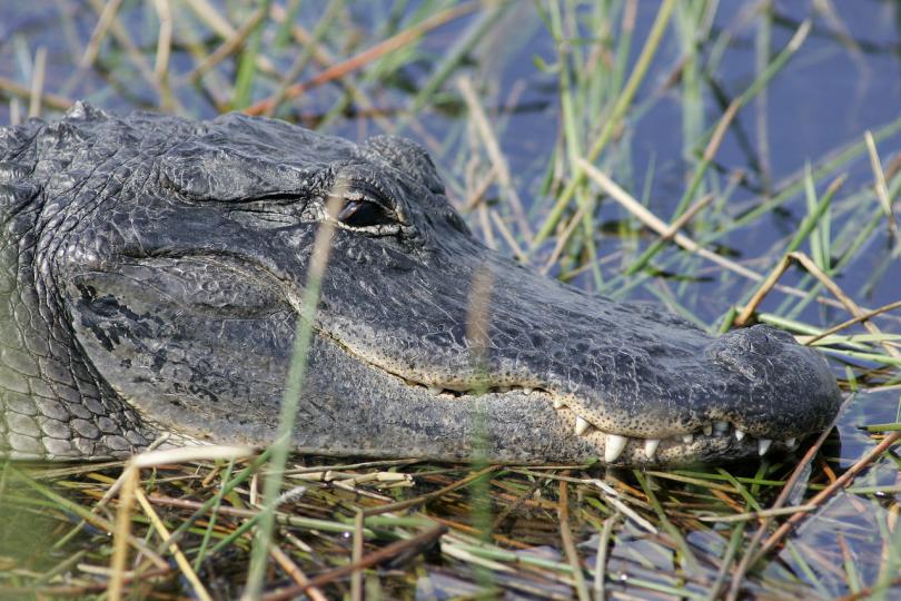 �������������һ������Ϊ�����Լ��Ĺ���ͼ����������ֲ���