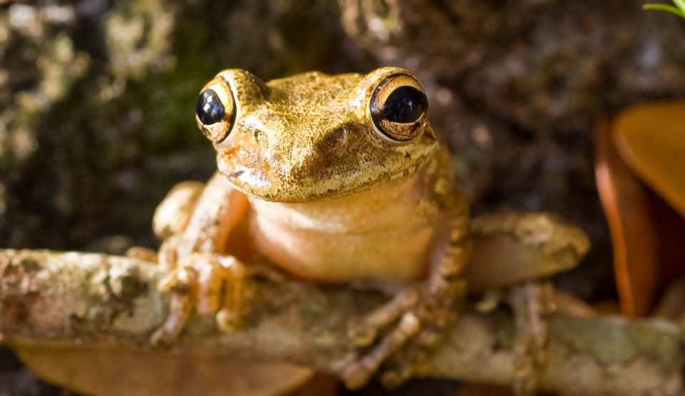 古巴树蛙(Cuban Tree Frog)。摄影:Joseph Gamble