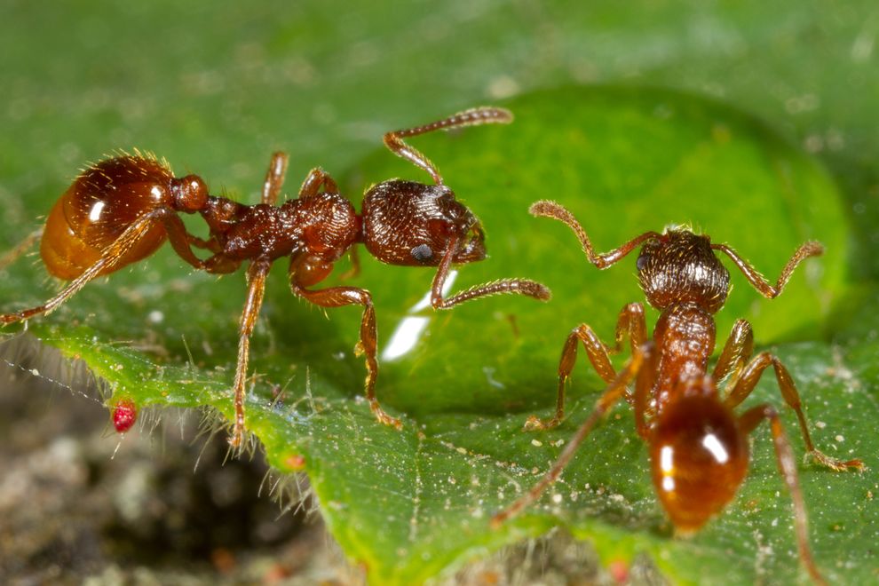 ͼ�к���ˮ�ε�С���ϣ�common red ant����ԭ����Ϊŷ�Ǵ�½����Ӱ��RICHARD BECKER, ALAMY