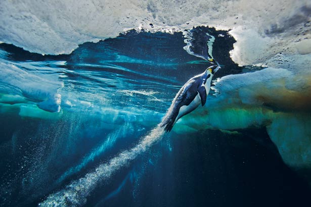 科学家发现皇帝企鹅在海中迅疾如风的秘密