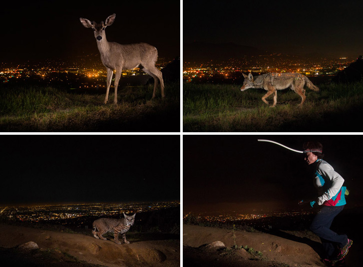 ����ʨ�����㲼��������48�ݣ�������20�������ڣ�������ʣ������ɽ����̫ƽ���ذ�ɽ�������ϲ���ƫԶ�����������ʨ��û��