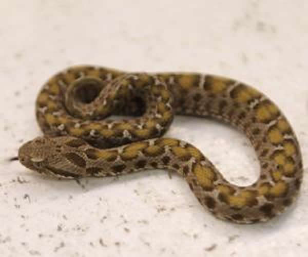 ����������ϴ�ּ�ʱ����һ����4Ӣ�ߵĶ��߻�������Ͱ