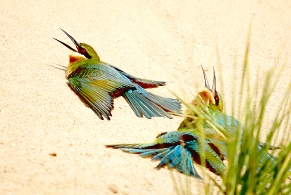 һ�Ըղ�ʳ������������仢�ڳ�����ɳԡ