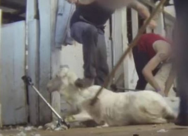 工人锤打羊只