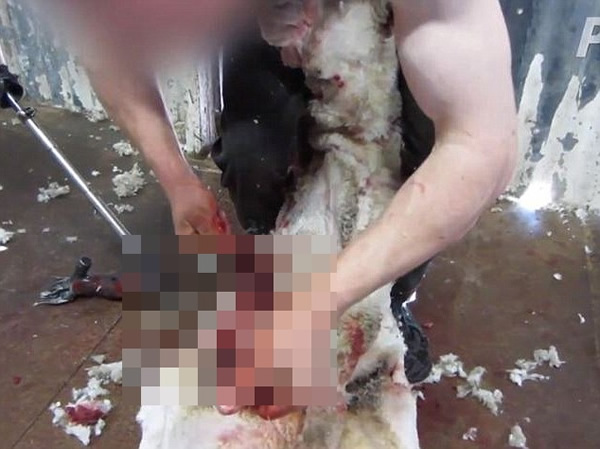 工人用针线缝起羊的伤口,没有给予麻醉药。